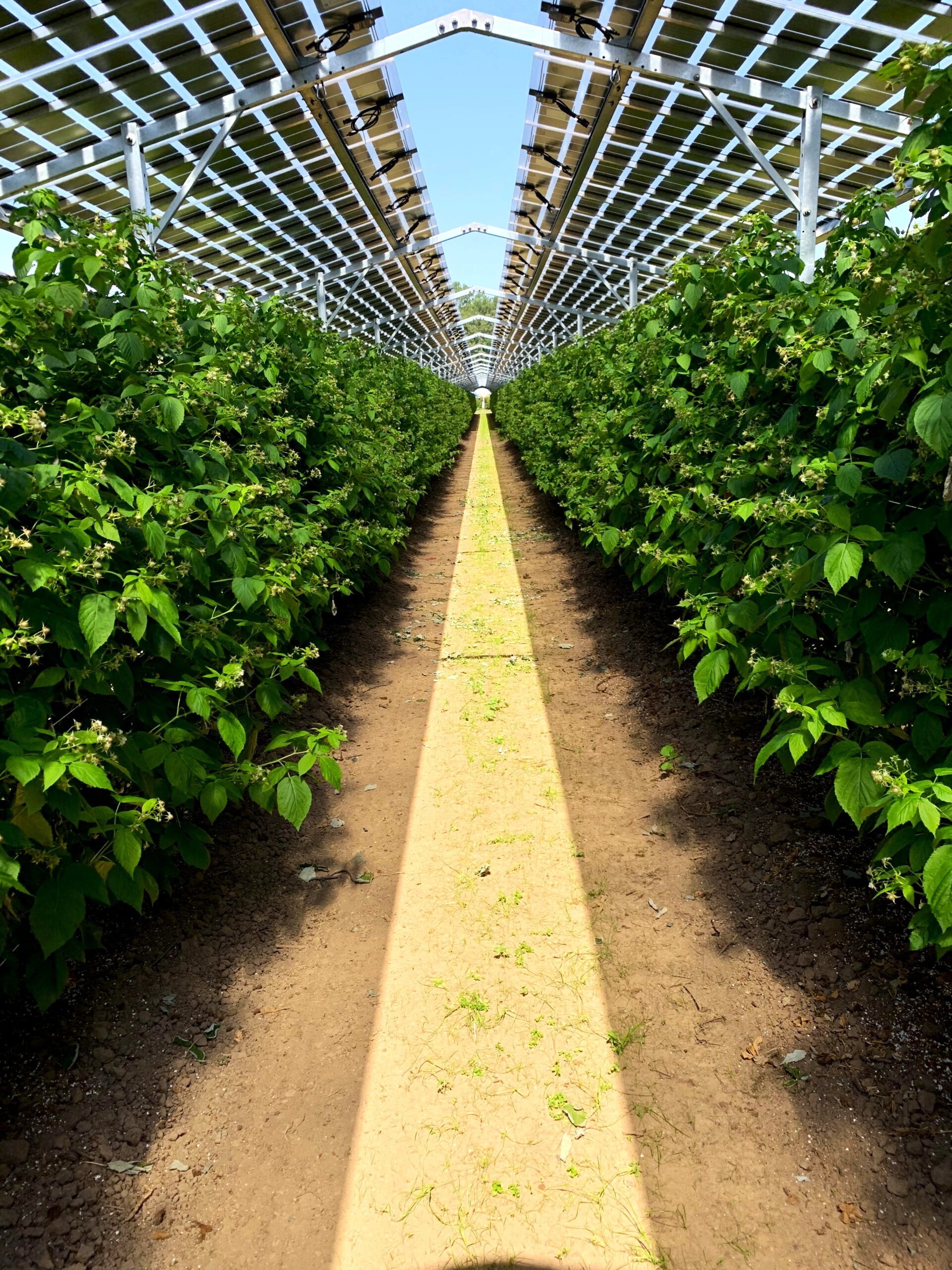 Himbeeren unter Agri-PV (12)