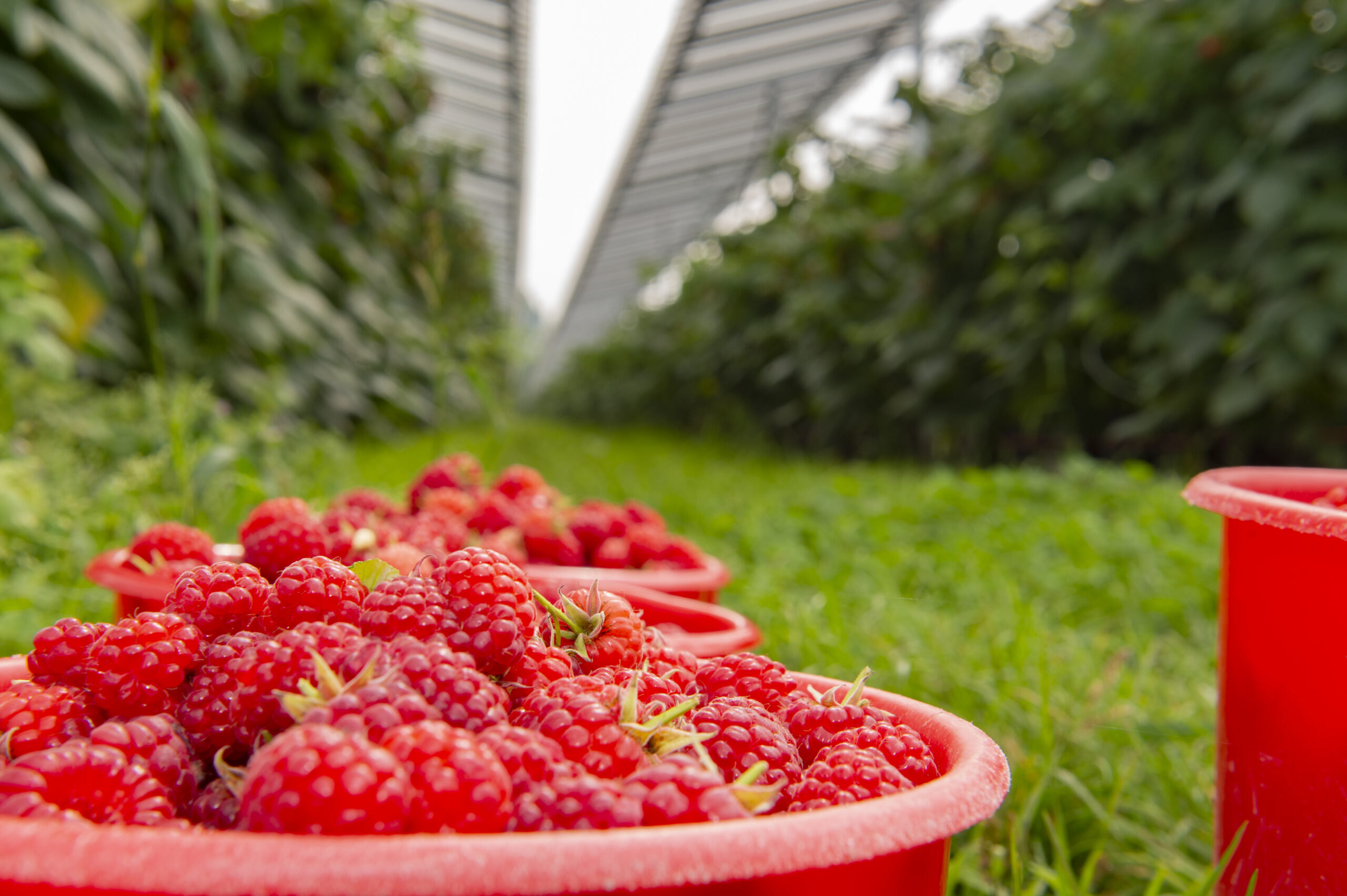 Himbeeren unter Agri-PV (7)