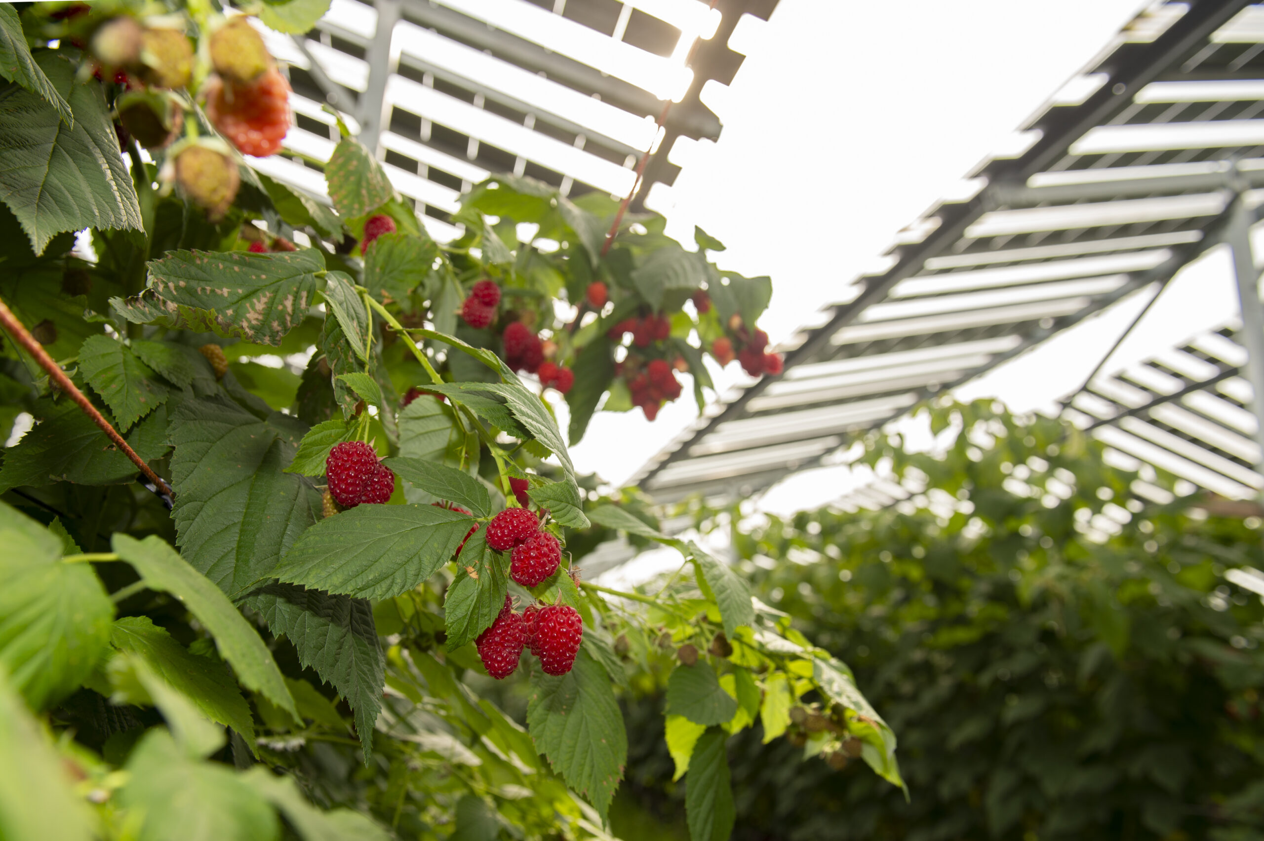 Himbeeren unter Agri-PV (9) (1)