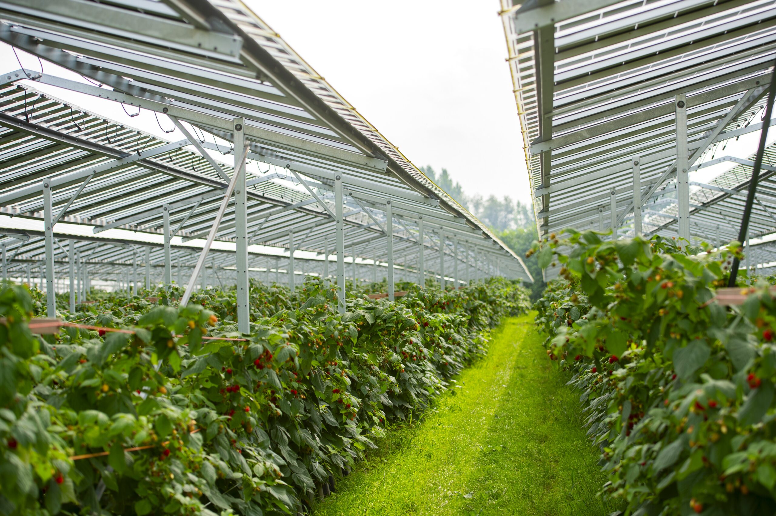 Agri-PV Bau und Inbetriebnahme