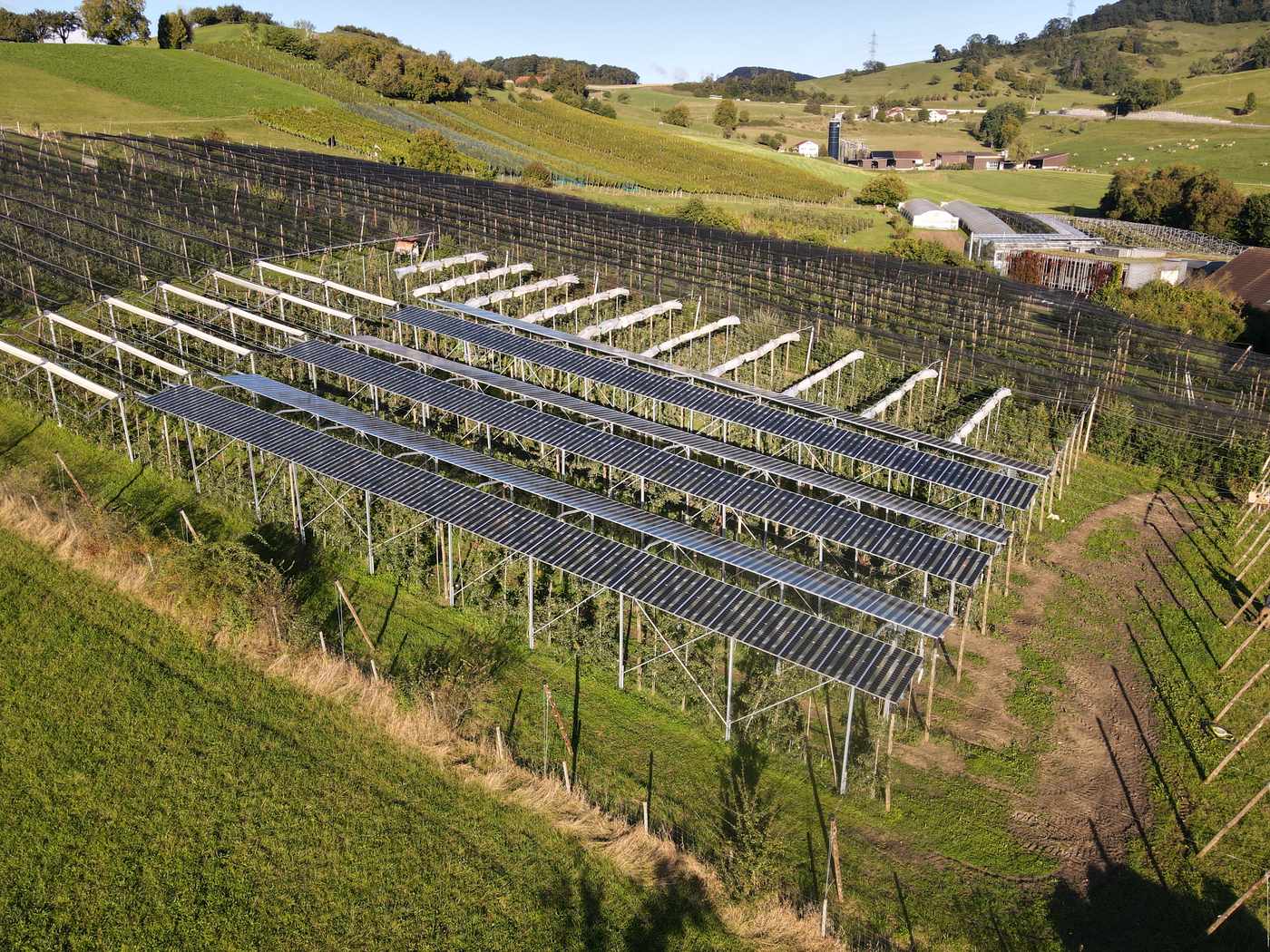 Ost-West-Aufständerung einer Solaranlage über einer Apfelplantage in der Schweizer Hügellandschaft