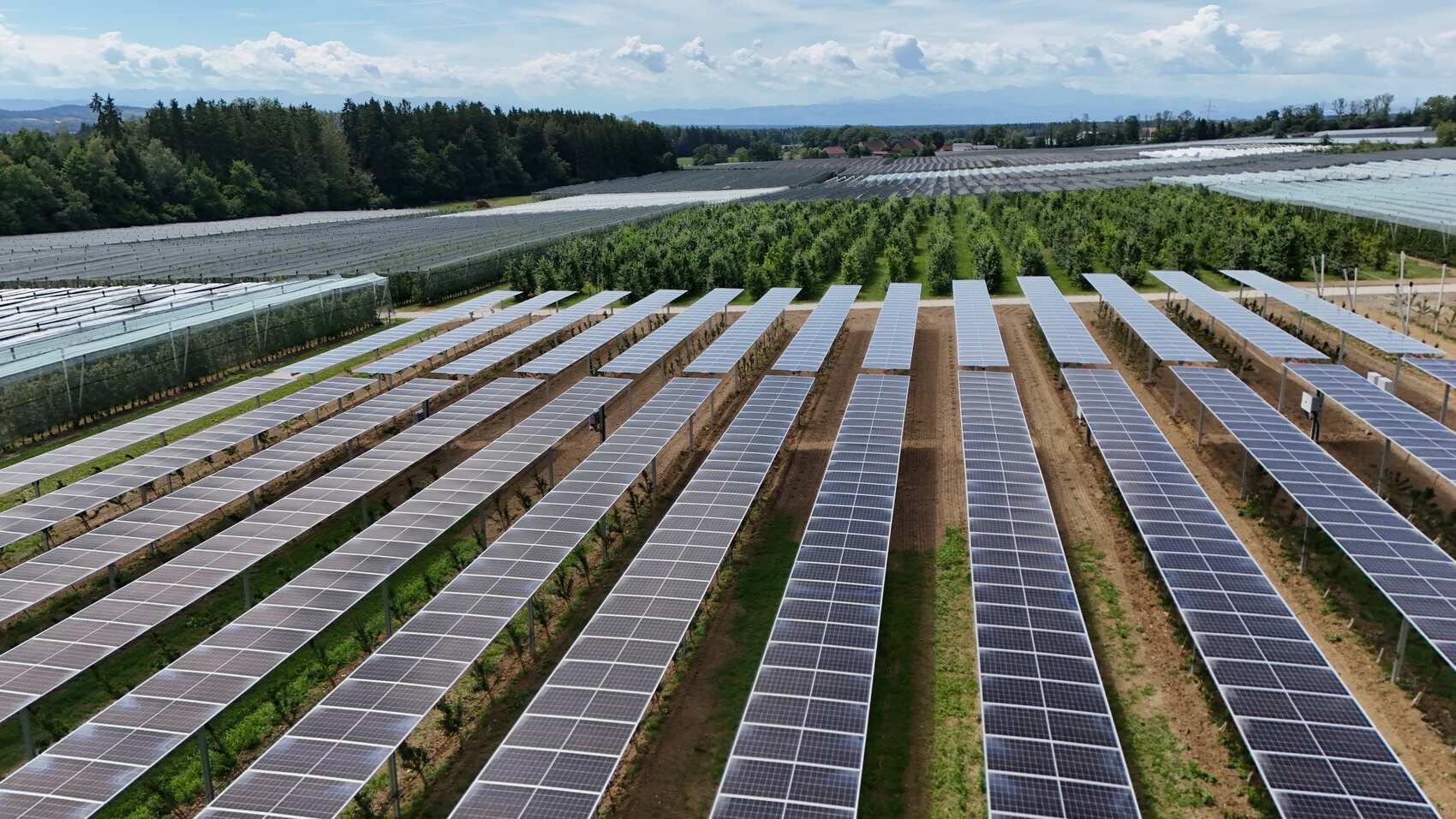 Luftaufnahme einer Agri-PV-Anlage über Obstplantagen mit Hagelnetzen und Solarmodulreihen im Vordergrund