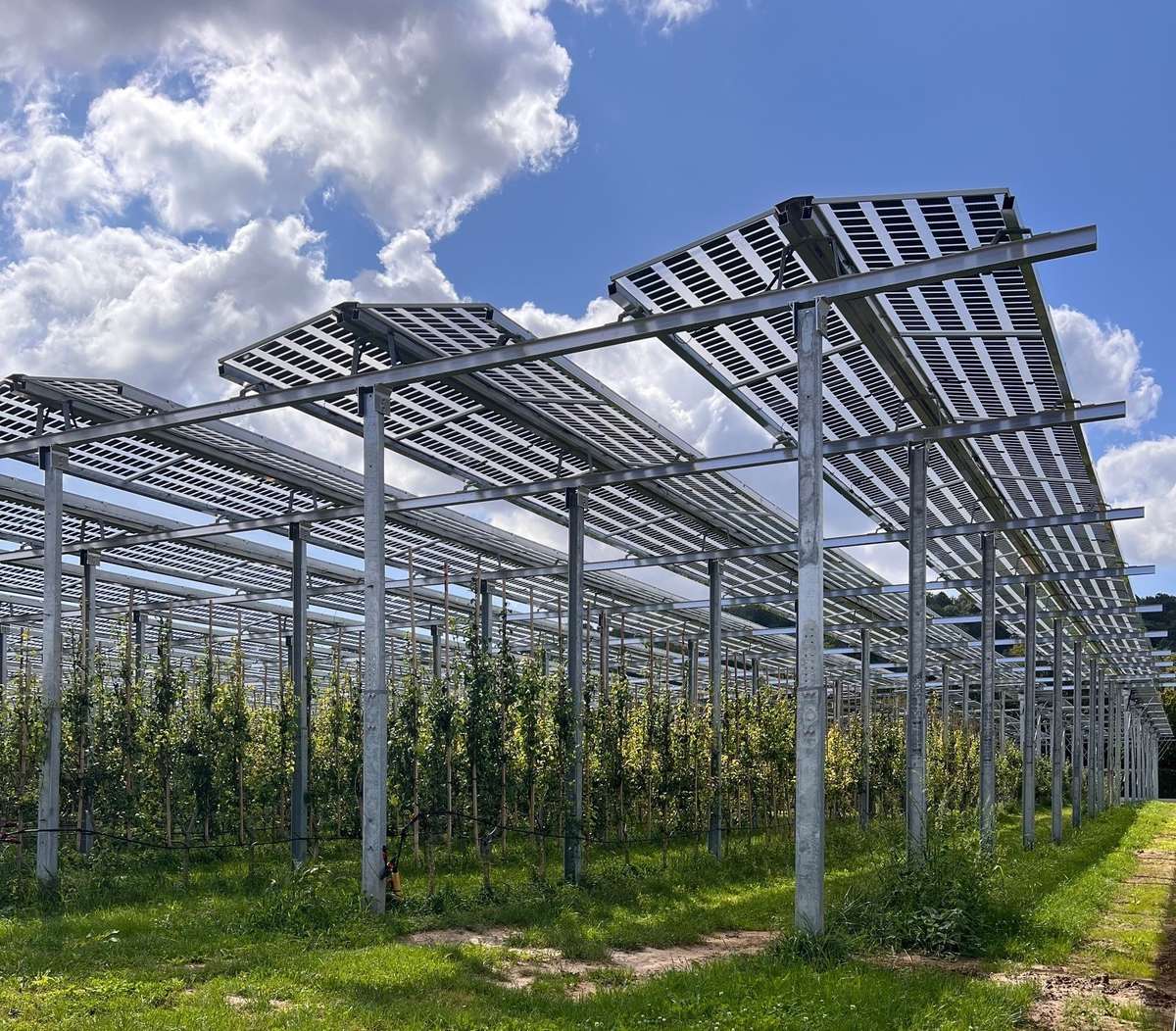 Geneigte Tracker-Module über jungen Apfelbaumreihen der Agri-PV-Anlage, Karlsruhe
