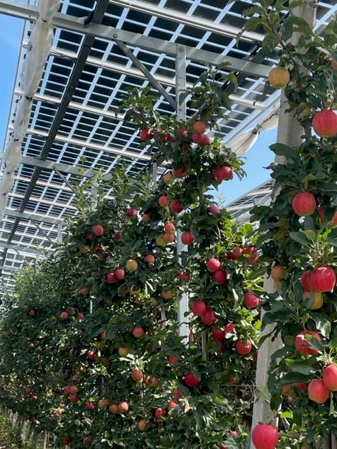 Reife Äpfel an Bäumen unter semitransparenten Solarmodulen der Agri-PV-Anlage, Kressbronn