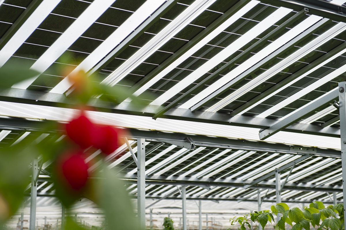 Halbtransparente Solarmodule einer Agri-PV-Anlage schützen Himbeerpflanzen vor praller Sonne