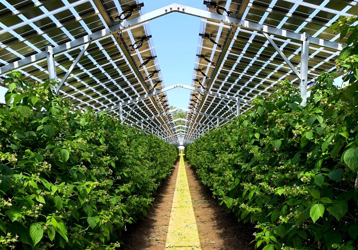 Reihe halbtransparenter Agri-PV-Module über Himbeersträuchern, Untersicht mit Blick in die Ferne