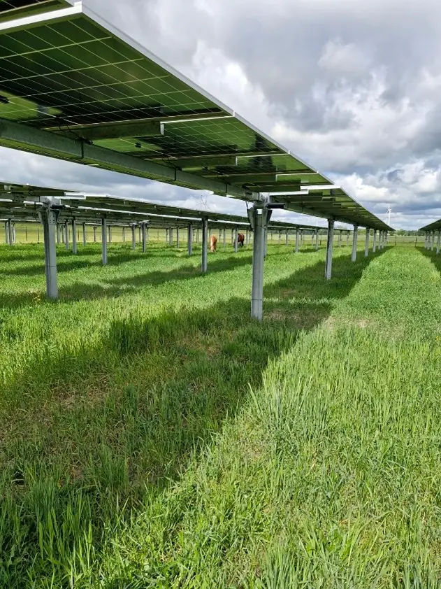 Blick unter einen einachsigen Solar-Tracker über einer grünen Weidefläche mit weidendem Tier im Hintergrund