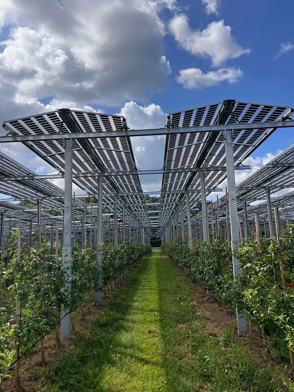 Apfelbaumreihen unter einer Solar-Reihenkonstruktion in Ost-West-Ausrichtung mit Blick durch den Gang