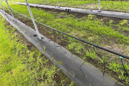 Wassermanagemen+-+UK+Beeren-8acda74a-1920w
