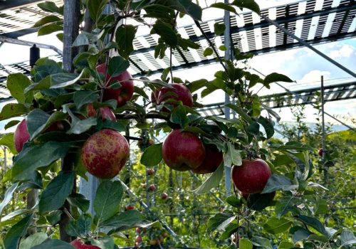 Reife Äpfel am Baum unter semitransparenten Solarmodulen der Agri-PV-Anlage