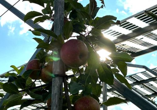 Die Lichtdurchlässigkeit der semitransparenten Module zeigt sich deutlich über den Apfelbäumen der Agri-PV-Anlage von AgriPV-Solutions am FiBL in Frick.