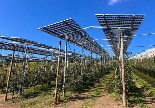 Blick entlang der Apfelbaumreihen unter einer Agri-PV-Anlage mit blauem Himmel
