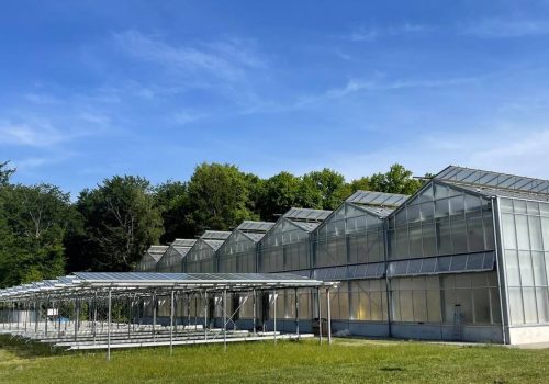 Aufgeständerte Solarmodule entlang von Gewächshäusern der Agri-PV-Anlage