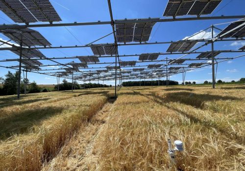 Reifes Getreidefeld unter den Modulreihen der Agri-PV-Anlage mit Wetterstation im Vordergrund