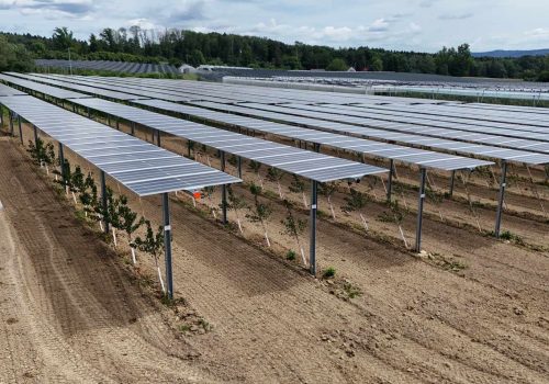 Reihen frisch gepflanzter Jungbäume unter Solarmodulen einer Agri-PV-Anlage mit Streuobstwiese im Hintergrund