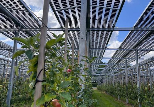 Reife Äpfel am Baum unter Tracker-Modulen der Agri-PV-Anlage