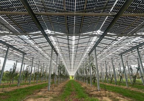 Blick von unten zwischen Kirschbaumreihen auf die Firstkonstruktion der Agri-PV Anlage, Heuchlingen