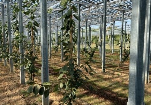 Reihe junger Kirschbäume zwischen den Stützpfosten der Agri-PV Anlage in Heuchlingen