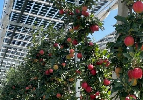 Reife Äpfel an Bäumen unter semitransparenten Solarmodulen der Agri-PV-Anlage, Kressbronn