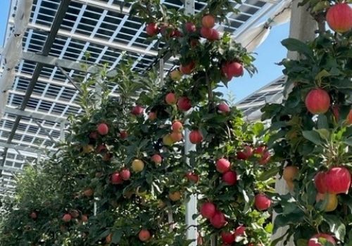 Reife Äpfel an Bäumen unter semitransparenten Solarmodulen der Agri-PV-Anlage, Kressbronn