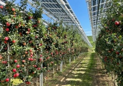 Weg zwischen Baumreihen mit erntereifen Äpfeln unter Solarmodulen in Kressbronn