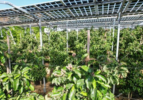 Junger Fruchtansatz an Apfelbaumzweigen unter der Agri-PV-Unterkonstruktion in Kressbronn