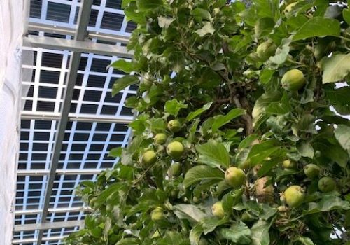 Unreife grüne Äpfel am Baum unter Solarmodulen der Agri-PV-Anlage in Kressbronn