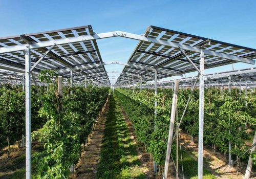 Blick entlang der Apfelbaumreihen unter der satteldachförmigen Agri-PV-Unterkonstruktion, Kressbronn