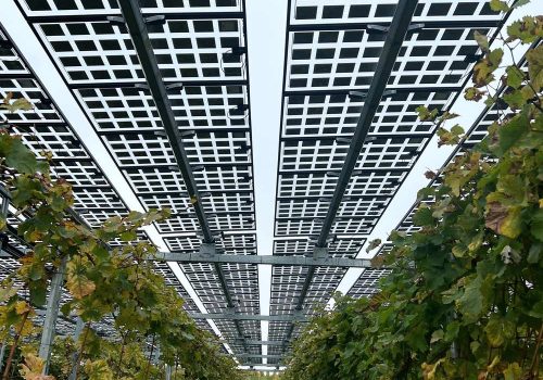 Blick entlang der Weinreben unter dem Ost-West-Tracker der VitiVoltaic-Anlage in Geisenheim